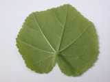 leaf (underside)