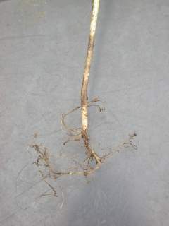 Lavatera trimestris 'Loveliness', roots