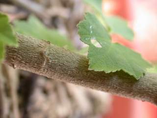 Lavatera maritima, branch