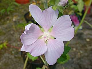 Lavatera thuringiaca, flower