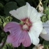 partially reverted flower of Lavatera 'Barnsley'