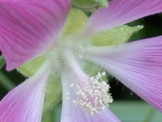 Lavatera thuringiaca, eye of flower
