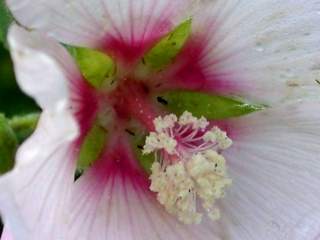 Lavatera 'Barnsley', eye of flower