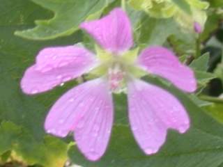 Lavatera x clementii, flower