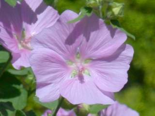Lavatera x clementii, flower