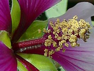 Lavatera maritima, style