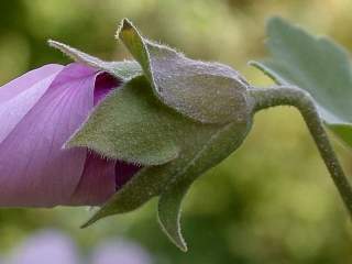 Lavatera maritima, calyx and epicalyx