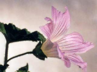 Lavatera plebeia, flower (side view)