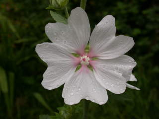 Lavatera x clementii 'White Angel', flower