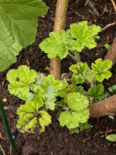 Lavatera x clementii 'White Angel', basal shoots