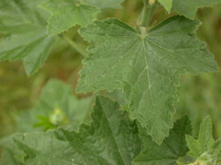 Lavatera x clementii 'White Angel', leaf
