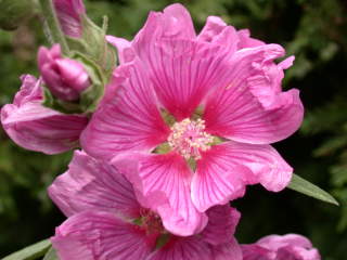 Lavatera x clementii 'Arachne', flower