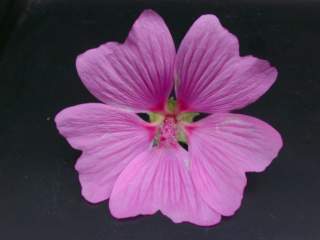flower of Lavatera x clementii 'Kew Rose'