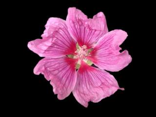 Lavatera x clementii 'Arachne', flower