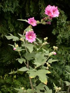 Lavatera x clementii 'Arachne', inflorescence