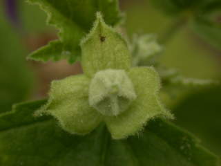 Lavatera thuringiaca, flower bud
