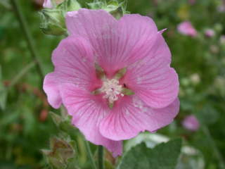 Lavatera x clementii 'Summer Kisses', flower