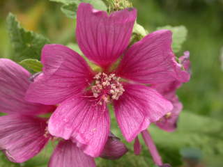 Lavatera x clementii seedling, flower