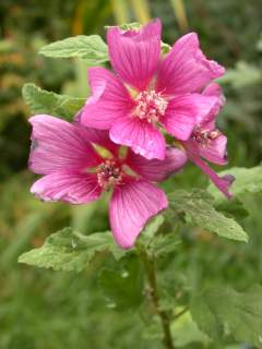 Lavatera clementii seedling, flowers