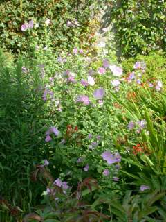 Lavatera x clementii, in flower