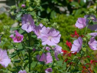 Lavatera x clementii, flowers