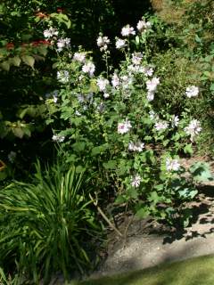 Lavatera 'Barnsley', in flower
