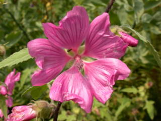 Lavatera, flower