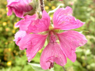 Lavatera, flower