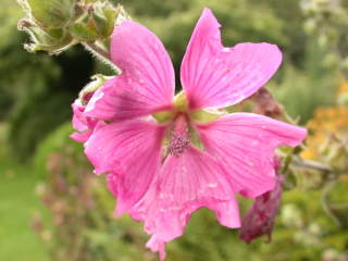 Lavatera, flower