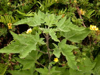 Lavatera, foliage