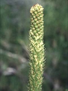 Lawrencia spicata, inflorescennce