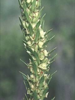 Lawrencia spicata, flowers