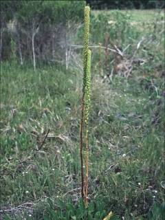 Lawrencia spicata, in flower