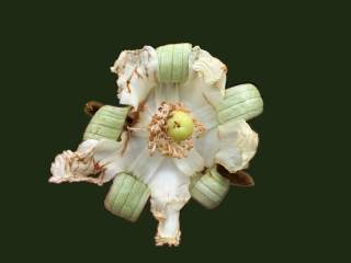 Luehea grandiflora, flower