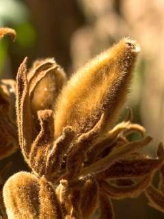 Luehea grandiflora, fruit