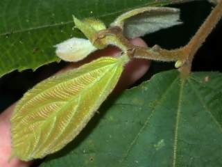 Luehea grandiflora, young leaves and stipules