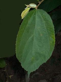 Luehea grandiflora, leaf