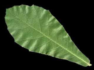 Macrostelia species, leaf (upper side)