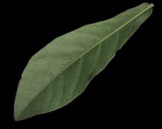 Macrostelia grandiflora, leaf