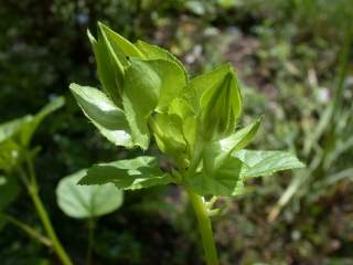 Malope 'Vulcan', flower buds