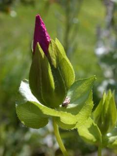 Malope 'Vulcan', opening flower bud