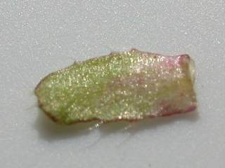 Malope 'Vulcan', stipule