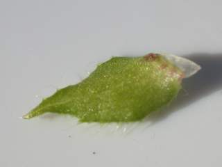 Malope 'Vulcan', stipule