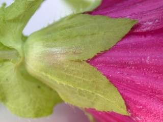 Malope 'Vulcan', calyx