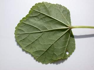 Malope 'Vulcan', leaf (under side)