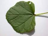 leaf (upperside)