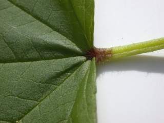 Malope 'Vulcan',base of leaf (upper side)