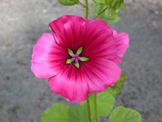 Malope 'Vulcan', flower