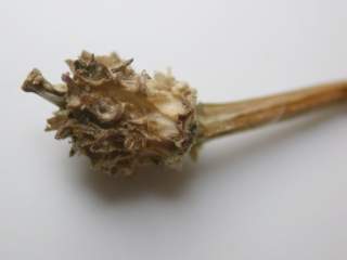 Malope 'Vulcan',receptacle of fruit