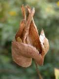 seed head